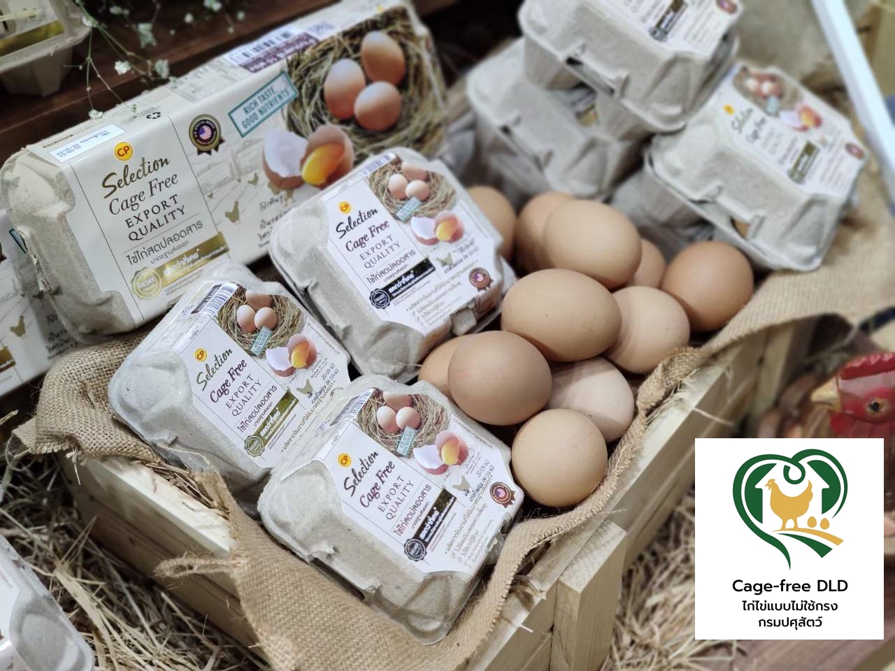 ซีพีเอฟ รับโลโก้มาตรฐานไก่ไข่เคจฟรี เพิ่มความเชื่อมั่นผู้บริโภค ถ่ายทอดความรู้แก่เกษตรกร