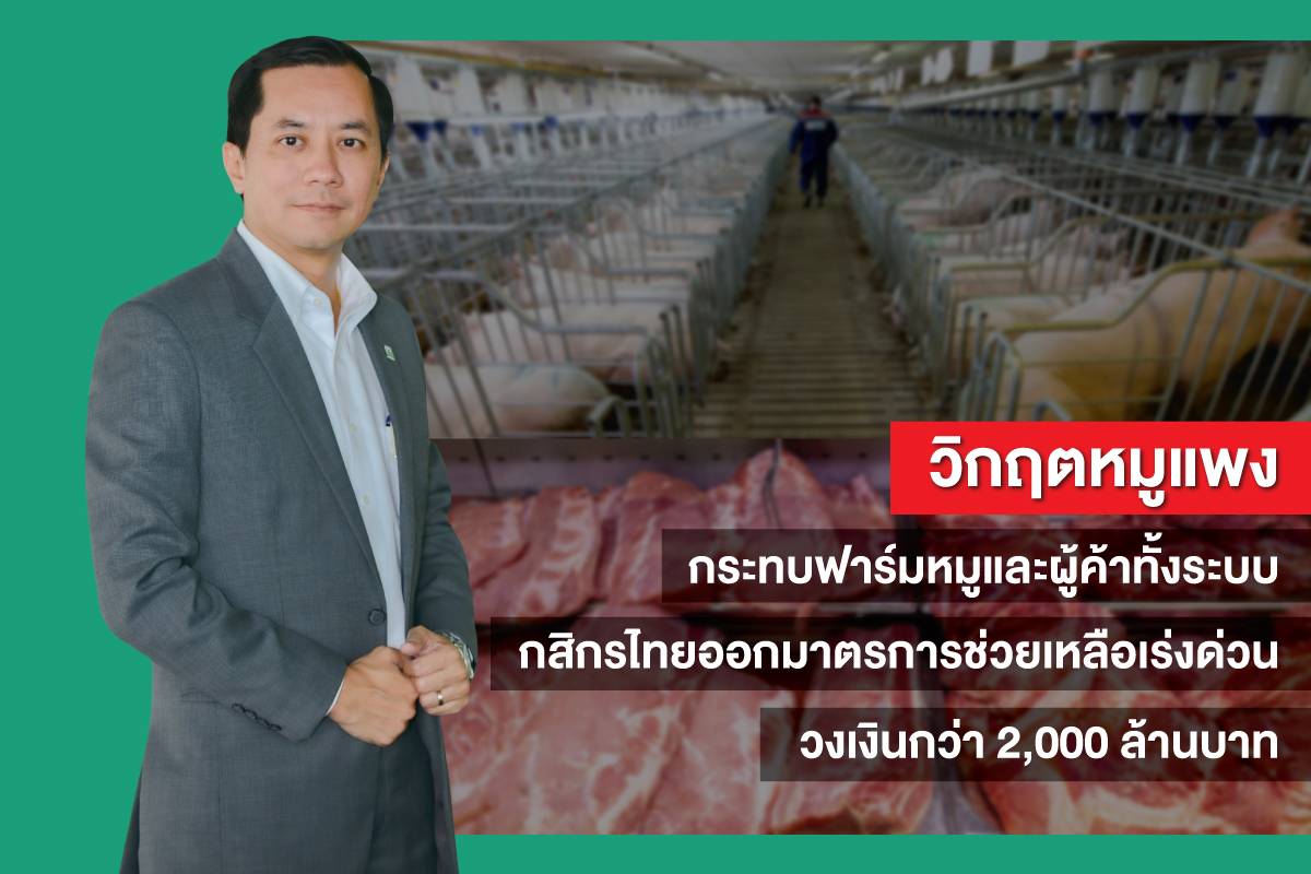 วิกฤตหมูแพงกระทบฟาร์มหมูและผู้ค้าทั้งระบบ กสิกรไทยออกมาตรการช่วยเหลือเร่งด่วน วงเงินกว่า 2,000 ล้านบาท